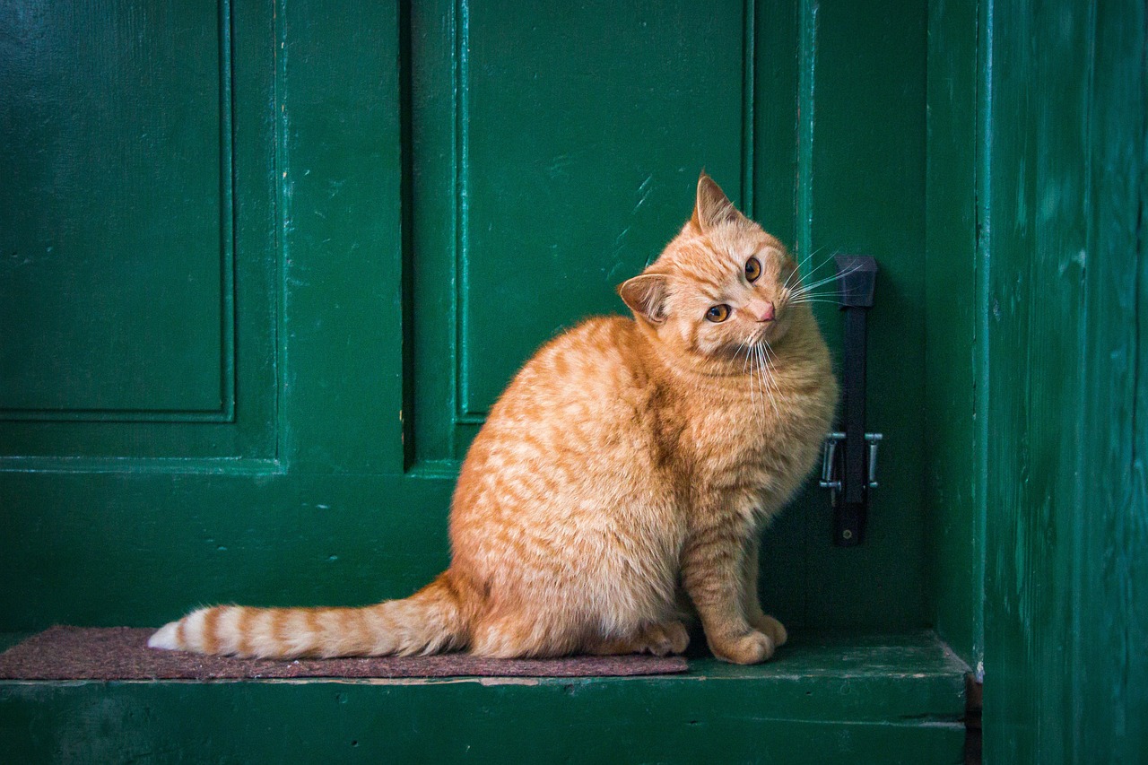 身フォリ色の扉の前に立つ茶色の猫