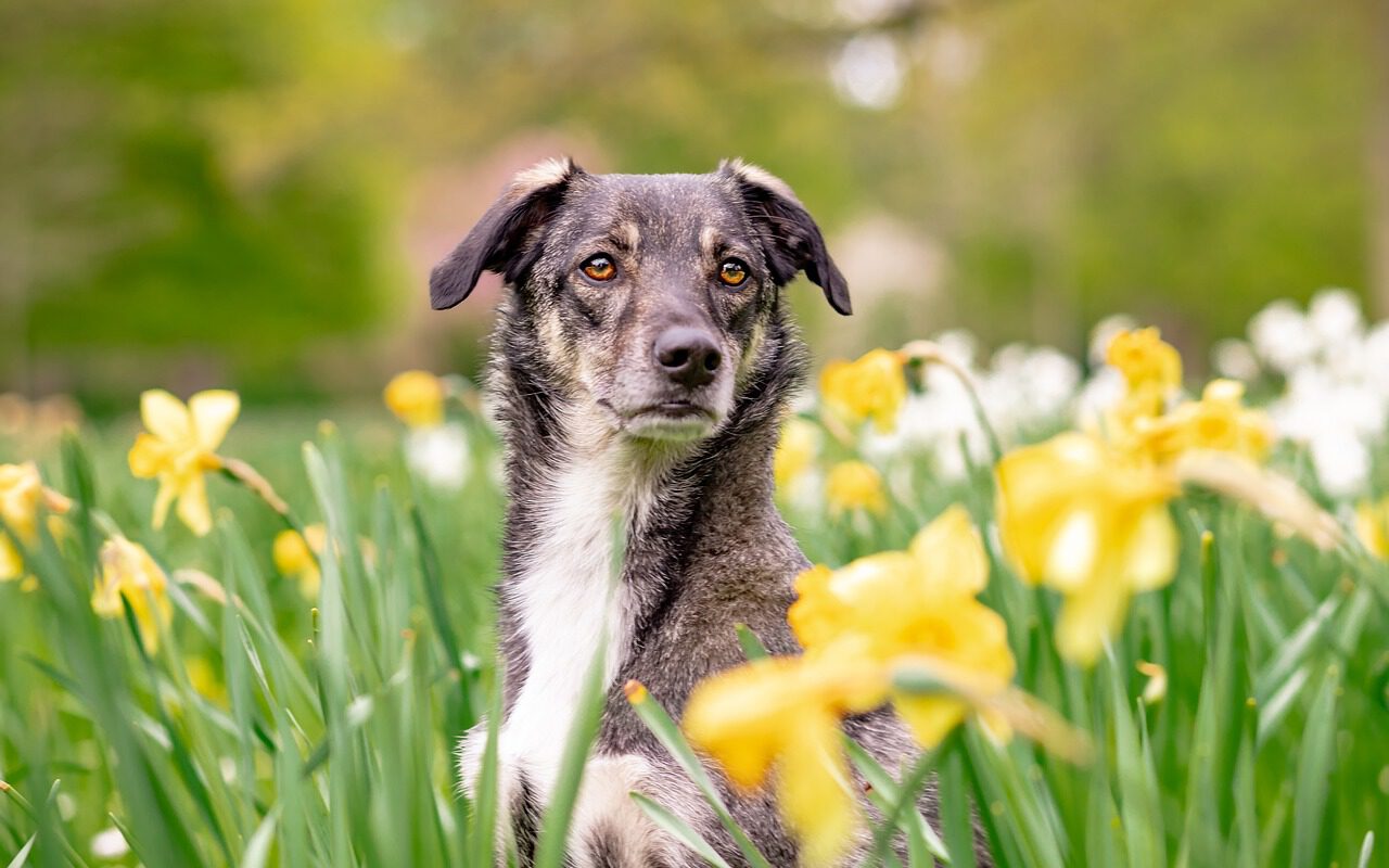 黄色い花畑から顔を出す犬の様子