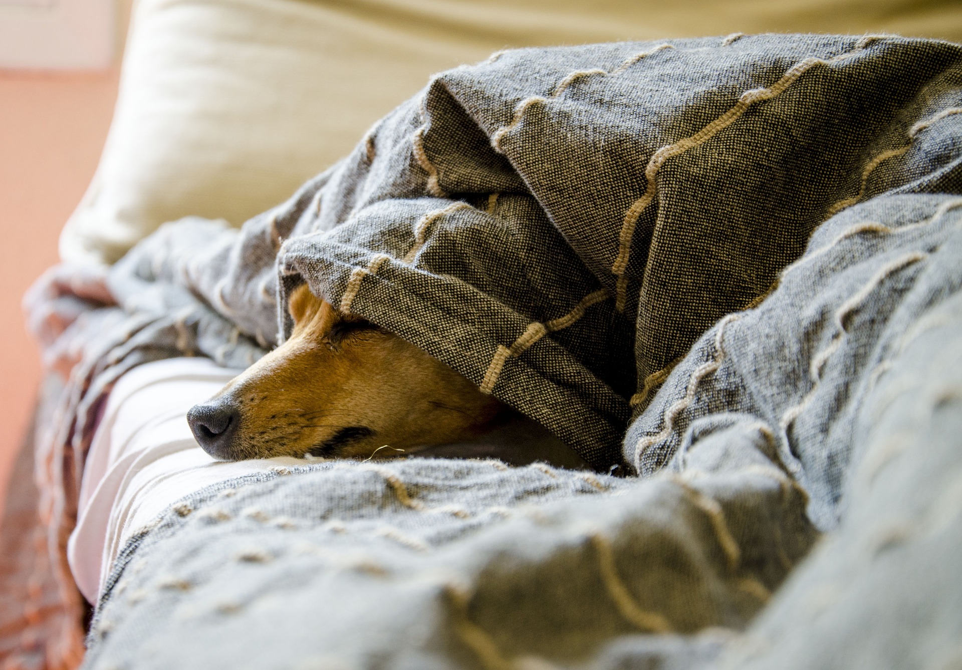 柴犬が布団に車ている様子