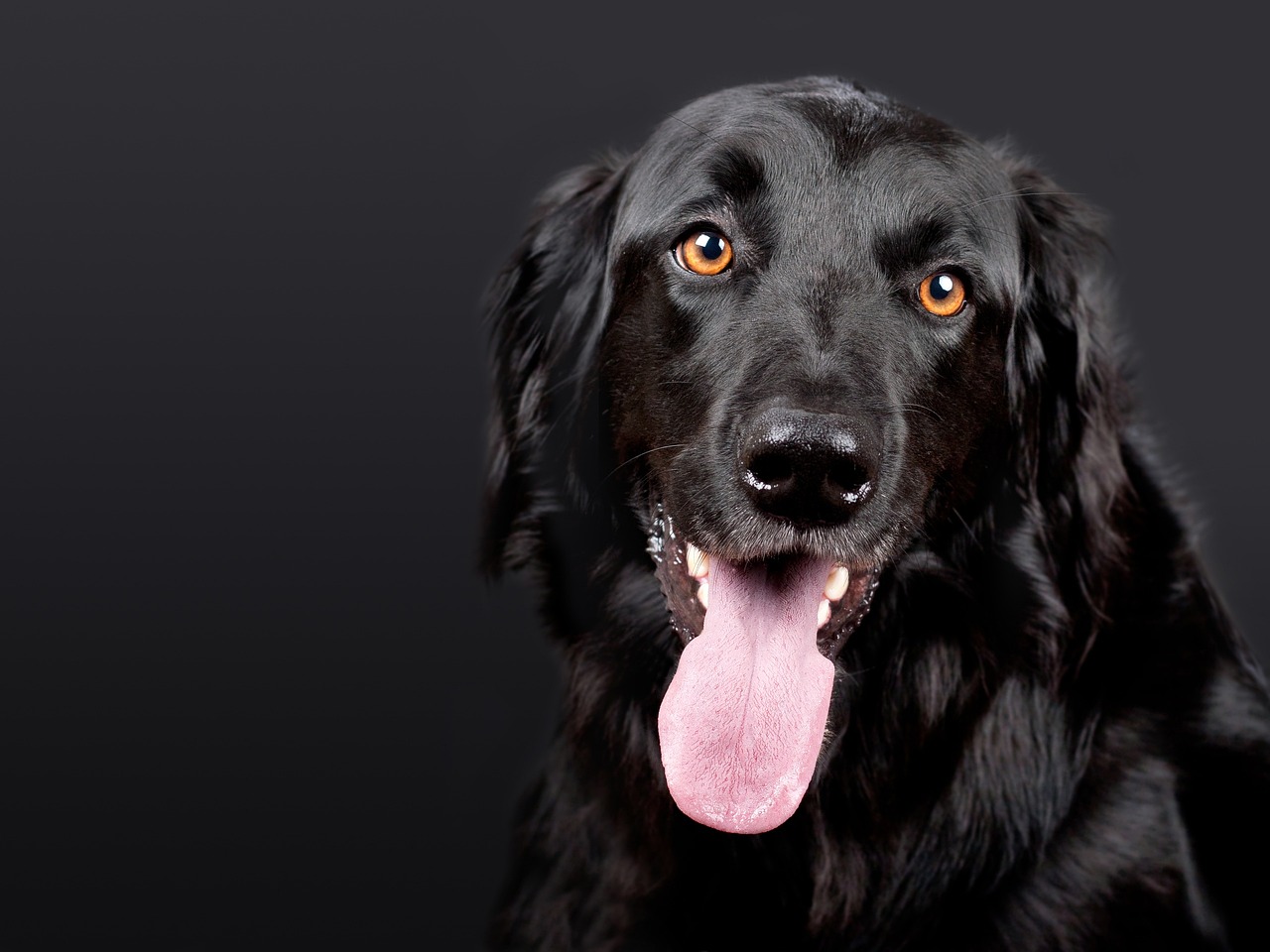 黒い背景に黒い犬がこちらを向いている様子